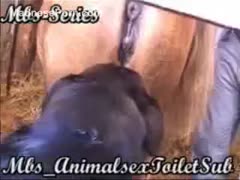 In the stables, the black dog likes to lick the twat of the horses.